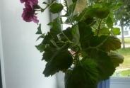 photo11